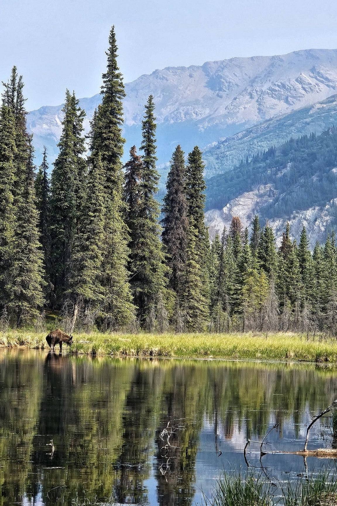 Mountain Lake Serenity with Wildlife